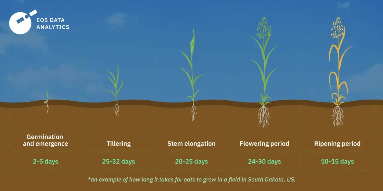Oats germination takes 2-5 days. The image shows oat growth stages from germination to ripening, illustrating when to plant oats for optimal growth.