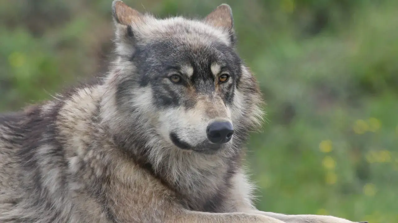 Un magnifique chien croisé loup, au pelage gris et blanc, repose paisiblement dans un pré verdoyant.