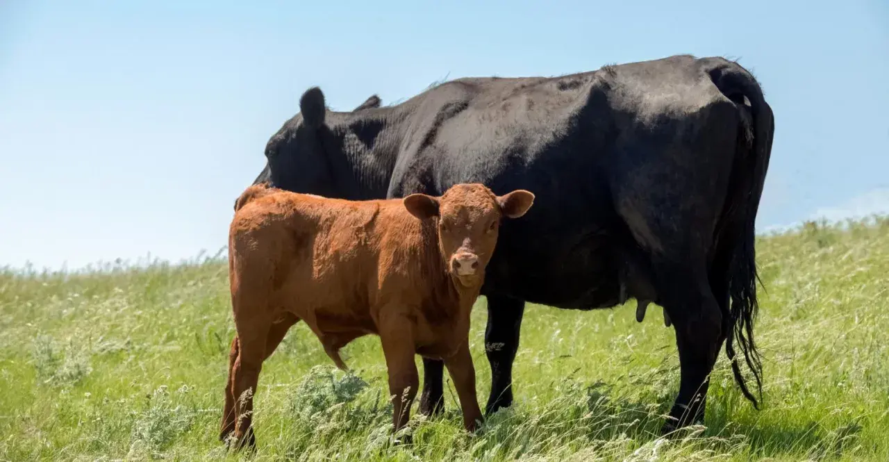 A brown calf stands beside a black cow in a grassy field, a scene that could be impacted by hypomagnesemia in cattle.