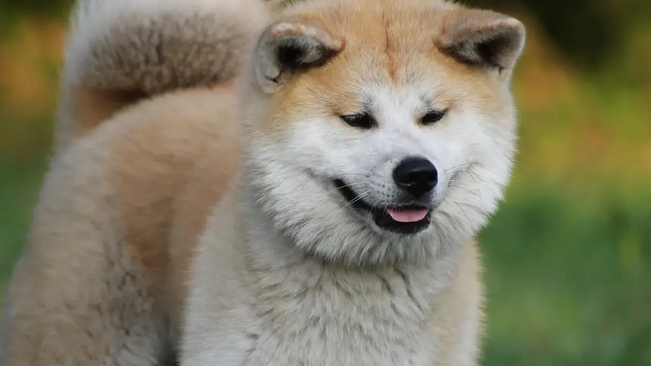 Uśmiechnięta akita, z puszystym ogonem i łagodnym spojrzeniem. Czy akita jest groźna? Ten piesek zaprzecza!