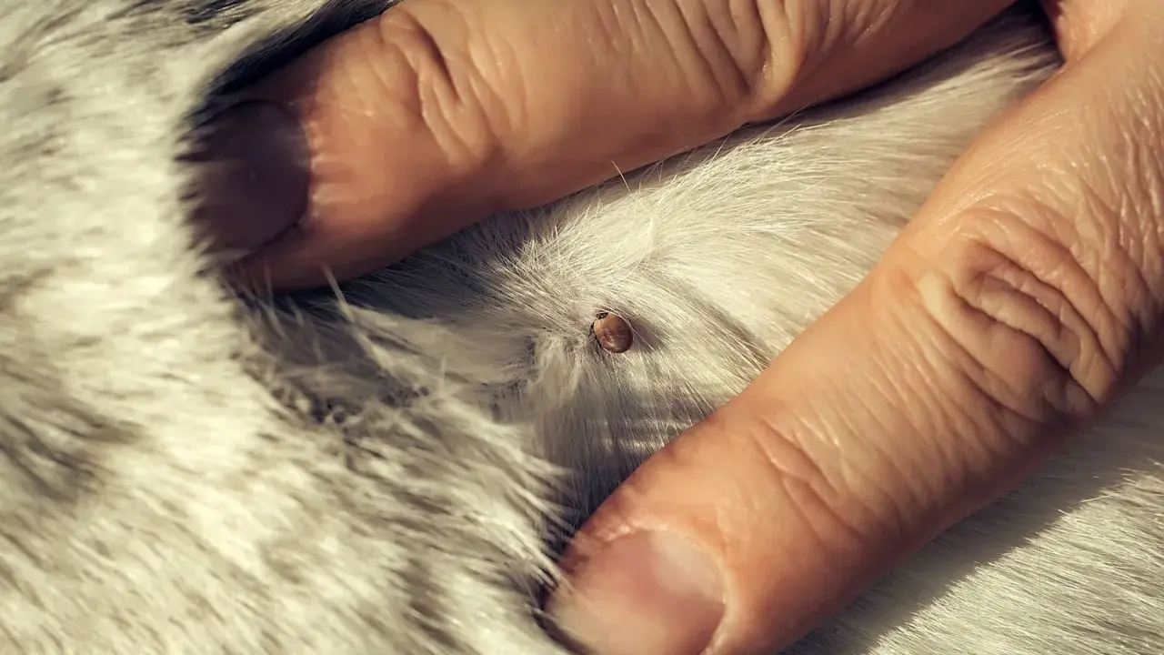 Une tique est visible sur le pelage d'un chien, tenue par des doigts. La durée de vie d'une tique accrochée sur un chien varie.
