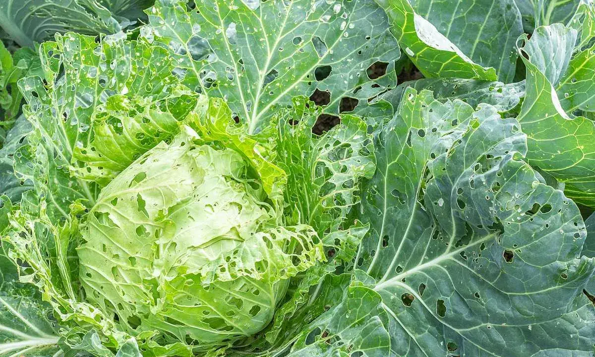Chou vert aux feuilles trouées, signe d'une possible maladie du chou-fleur ou d'une attaque d'insectes.