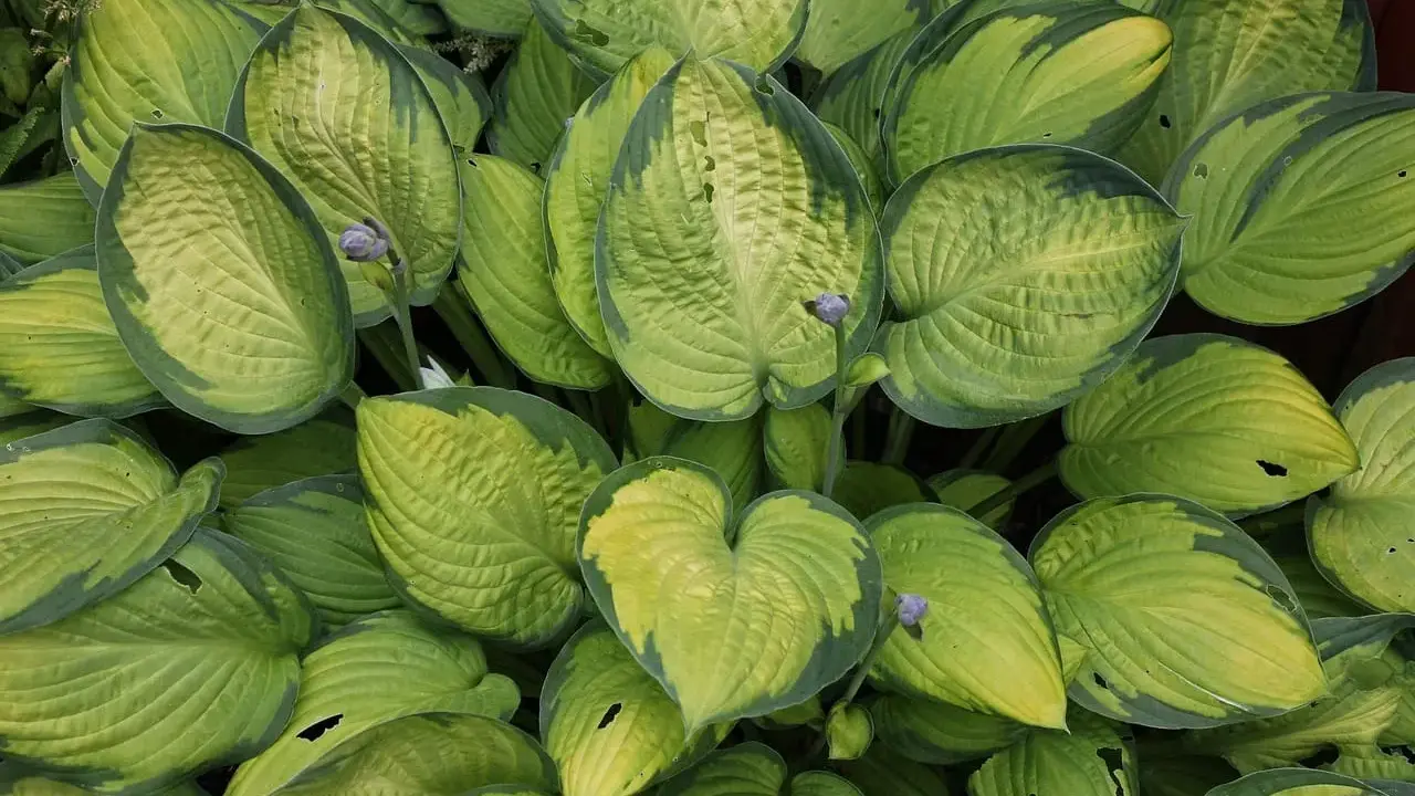 Gęsty kęp hosty z liśćmi o zielono-żółtych obrzeżach. Hosta biała uprawa w cieniu.