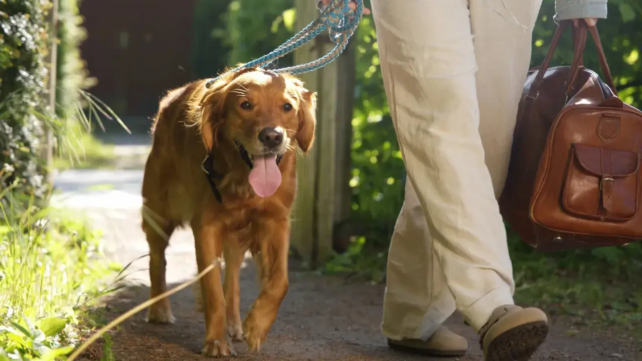 En glad golden retriever går på en grusväg med sin ägare, redo för en härlig semester med hund.