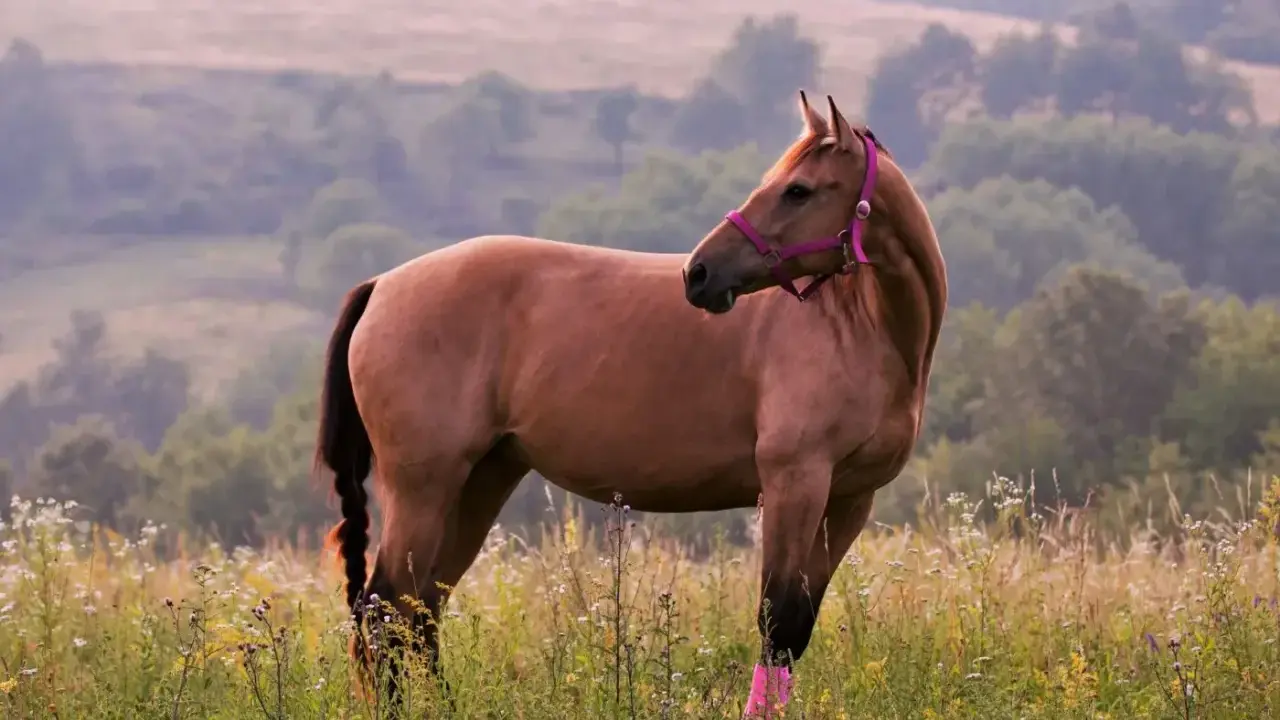 Ein amerikanischer Quarter Horse mit pinker Trense steht auf einer blühenden Wiese.