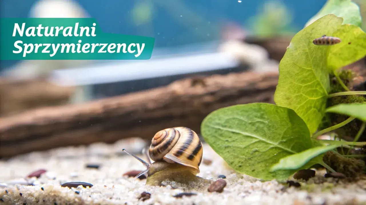 Ślimak w akwarium, naturalni sprzymierzeńcy w walce o czystość. Dowiedz się, jak pozbyć się ślimaków z akwarium.