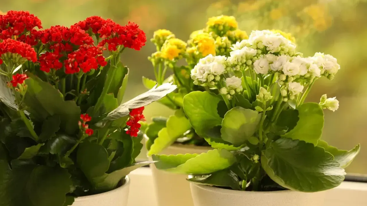 Kwitnące kalanchoe odmiany w doniczkach: czerwone, żółte i białe kwiaty na tle rozmytego, zielonego ogrodu.