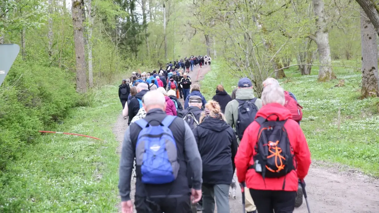 En stor grupp människor på en nattvandring Kinnekulle, vandrar längs en grusväg genom en lummig skog.