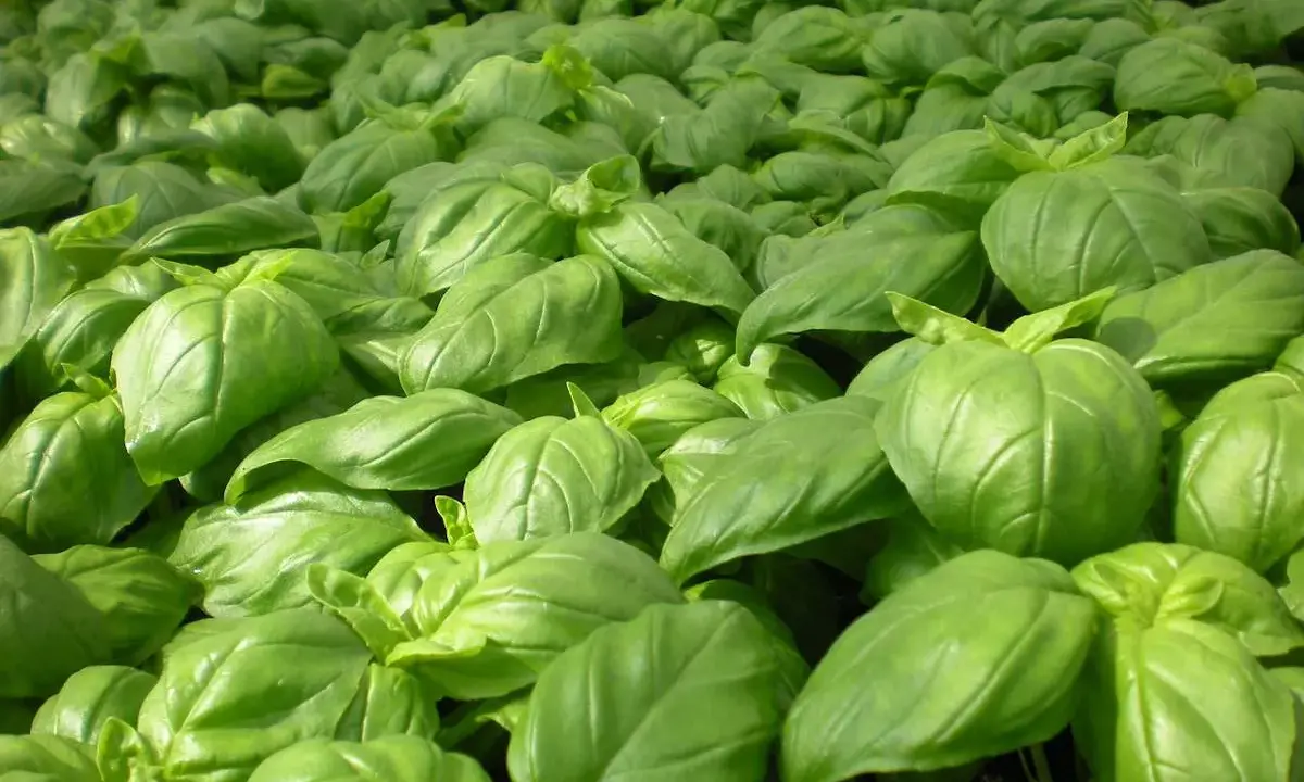 Un champ dense de basilic grand vert, ses feuilles brillantes formant une mer d'un vert éclatant, promettant des saveurs estivales.