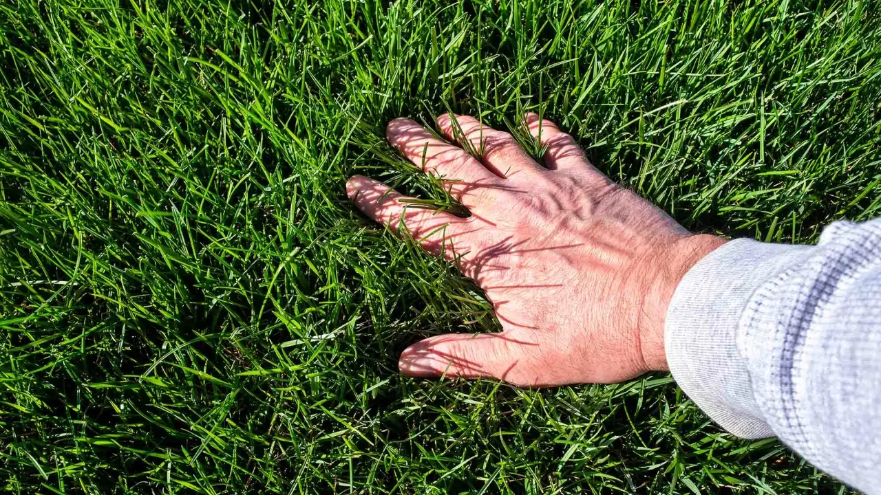 A hand rests on a lush, green lawn of tall fescue, its blades reaching up to tickle the fingers.