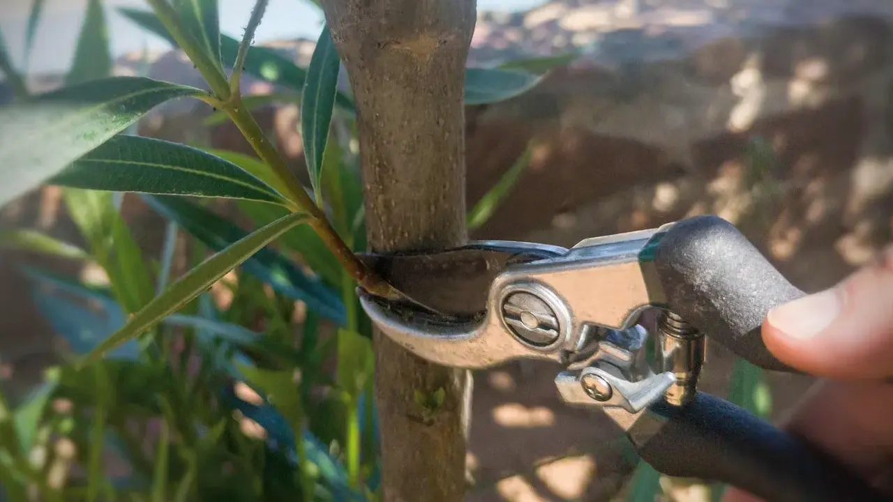 Gartenarbeit: Mit einer Gartenschere wird ein kleiner Trieb am Stamm eines Oleanders abgeschnitten, um ihn in Form zu halten.