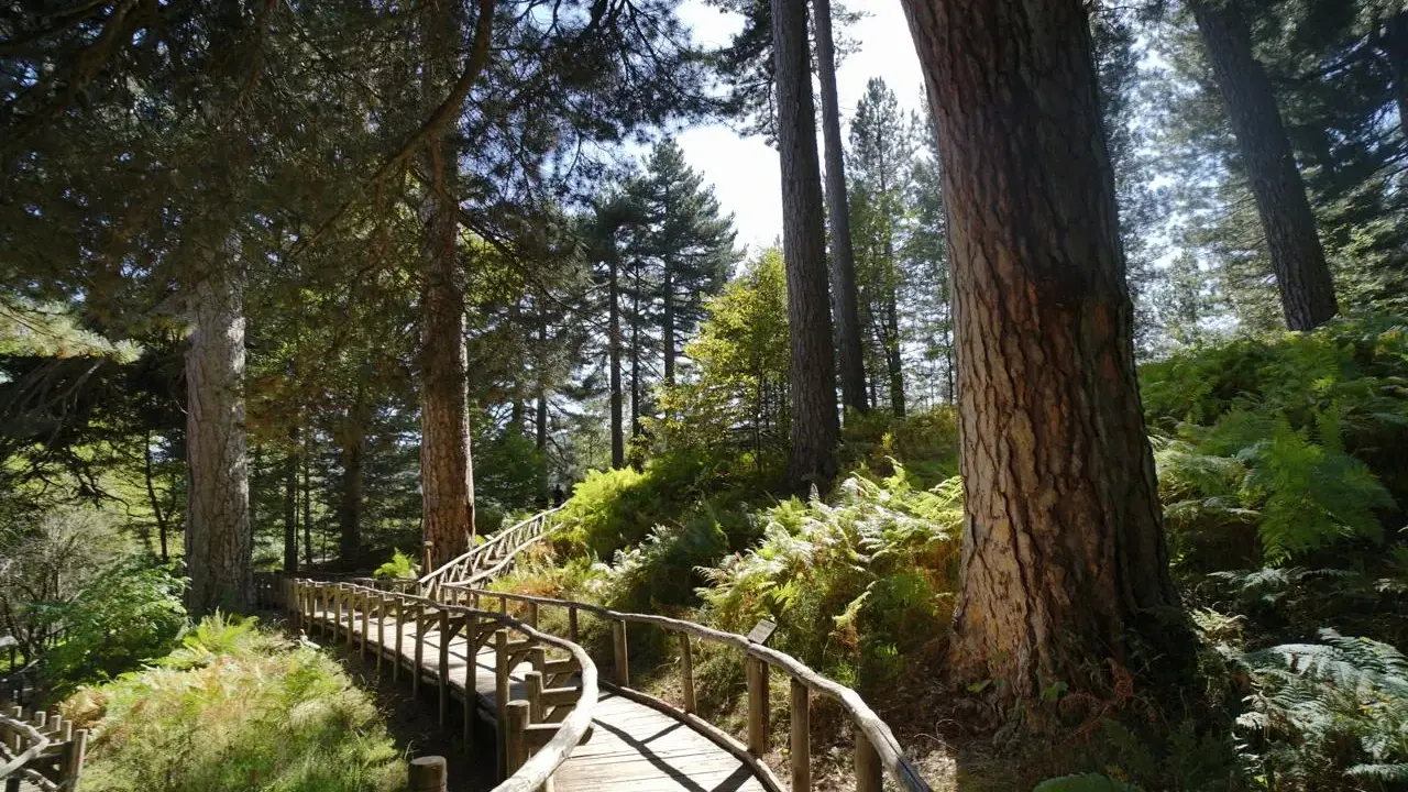 Sentiero in legno tra pini secolari e felci rigogliose, un invito a scoprire la magia de la Sila Calabria.