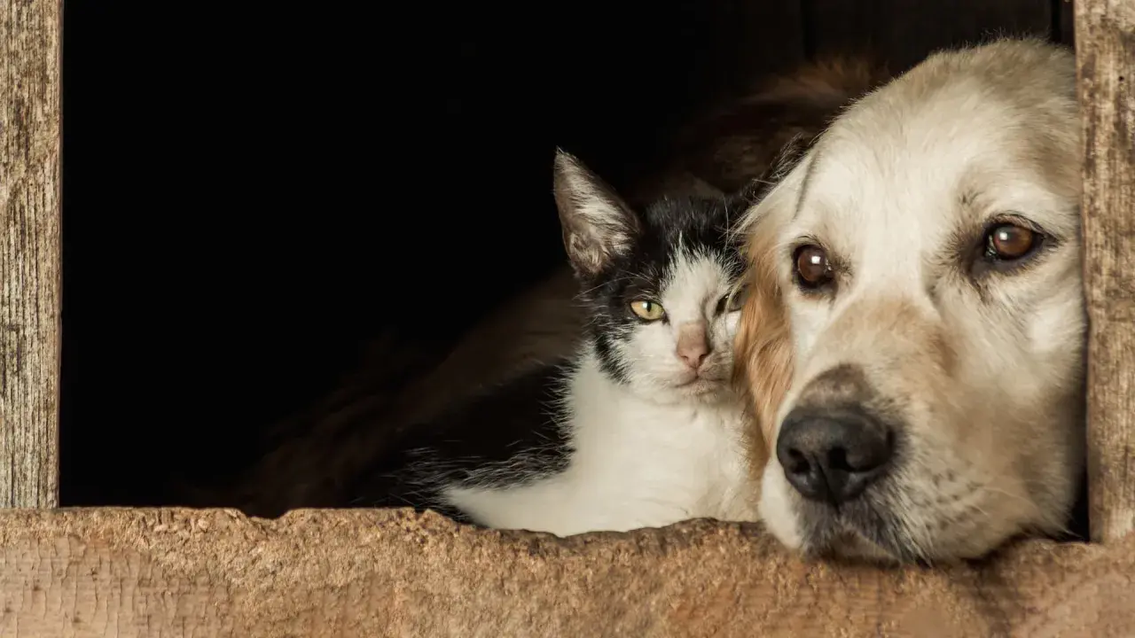 Un chien qui aime les chats, blotti contre un chat noir et blanc dans une niche en bois.
