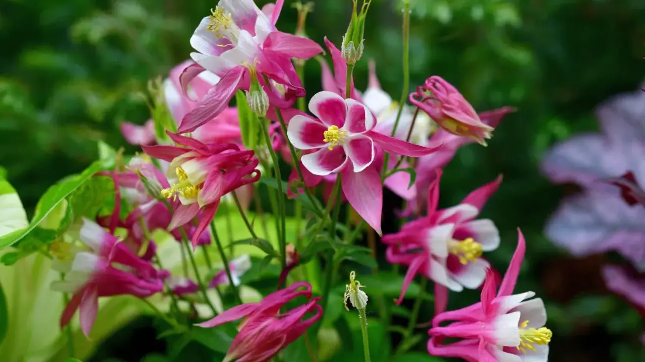 A cluster of pink and white columbine flowers, showcasing their unique spurred petals. These beauties thrive with proper columbine plant care, enjoying well-drained soil and partial shade.