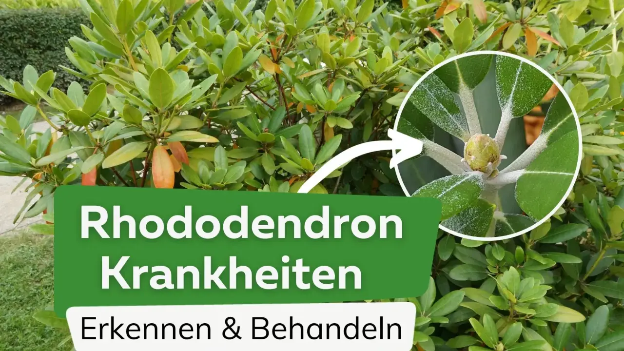 Rhododendron Krankheiten erkennen & behandeln. Nahaufnahme eines jungen Triebs mit Anzeichen von Pilzbefall.