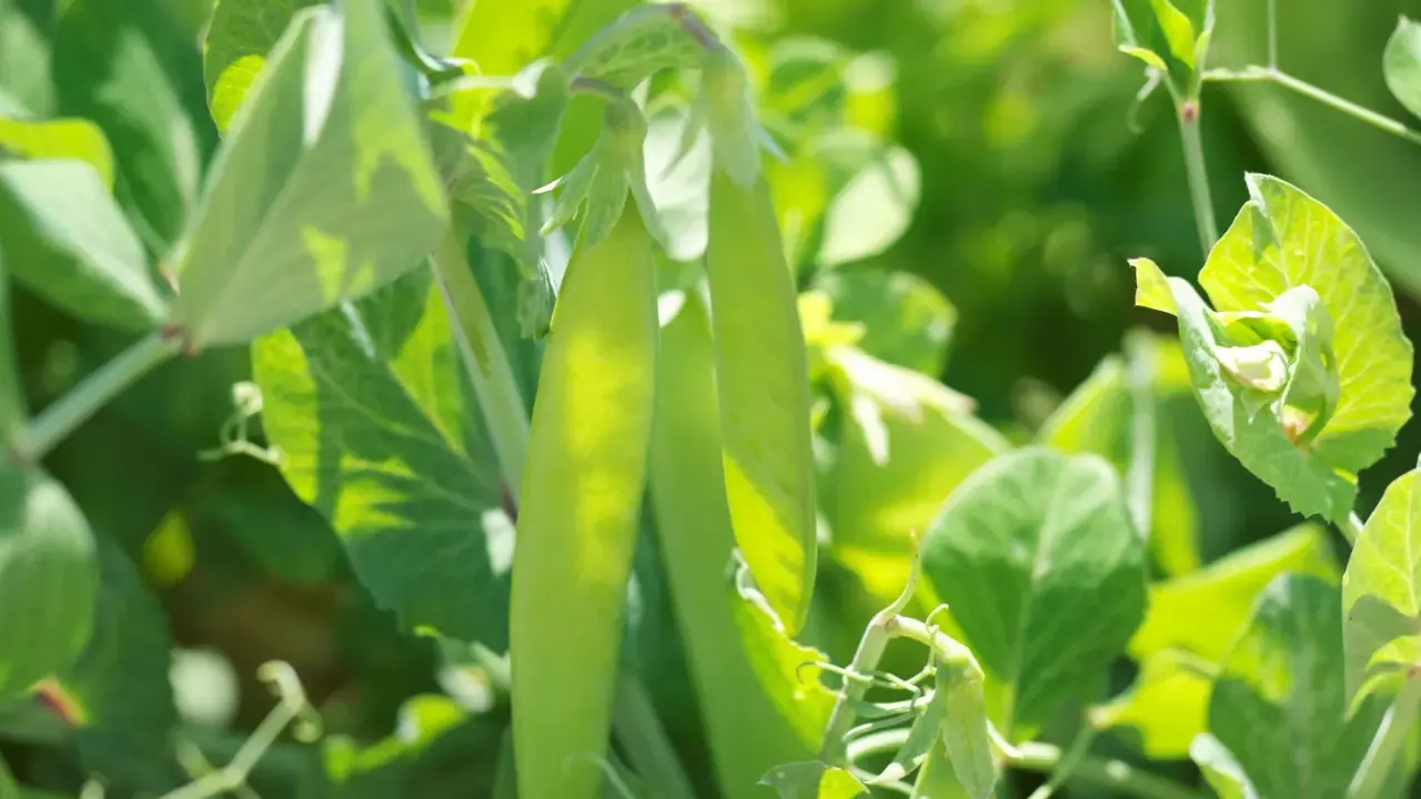Gousses de petits pois vertes et tendres sur leur tige, idéales pour une fiche technique culture petit pois.