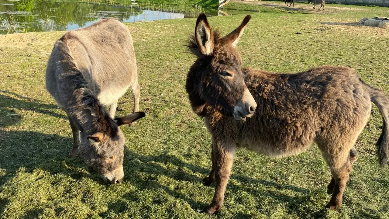 Urocza agroturystyka ze zwierzętami w górach. Dwa osiołki pasą się na zielonej łące, w tle staw i drewniany domek.