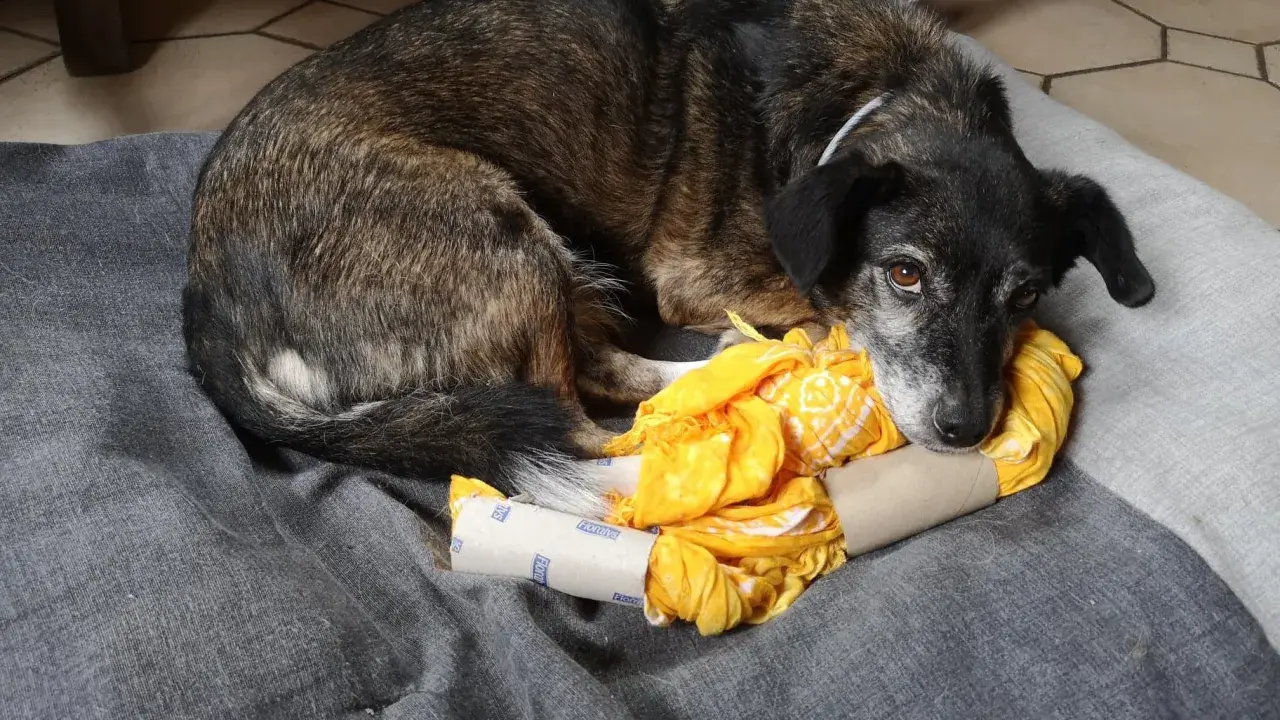 Chien se repose sur un coussin gris, blotti contre un jeu de stimulation pour chien fait maison : un rouleau de papier toilette rempli de tissu jaune.