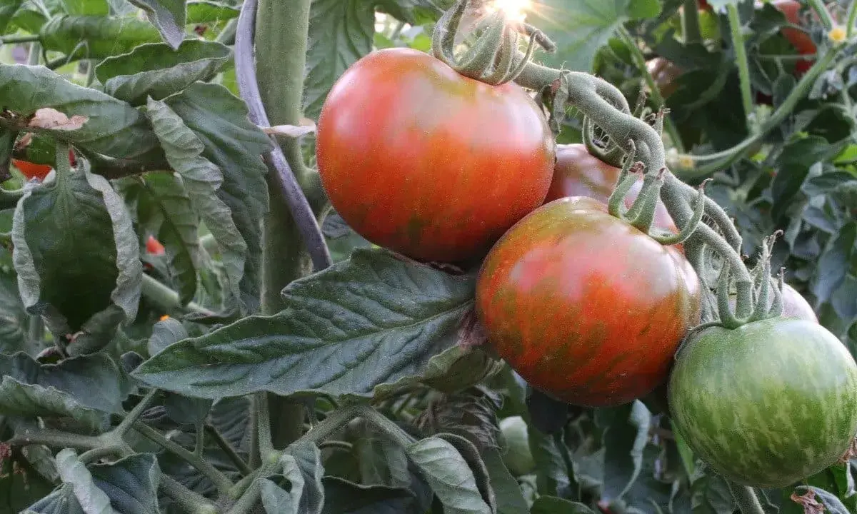 Gros plan sur une plantation de tomates, avec des fruits rouges et verts striés, baignés par le soleil.