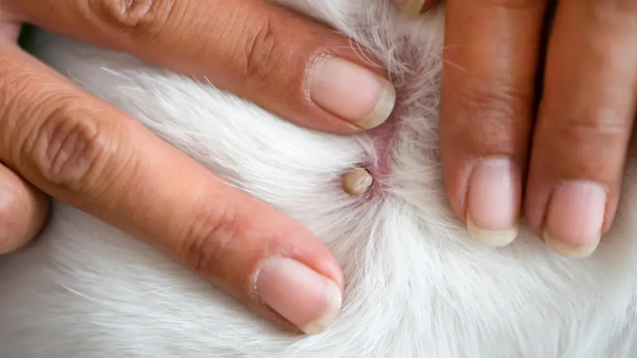 Doigts humains examinant une tique blanche attachée à la peau blanche d'un animal.