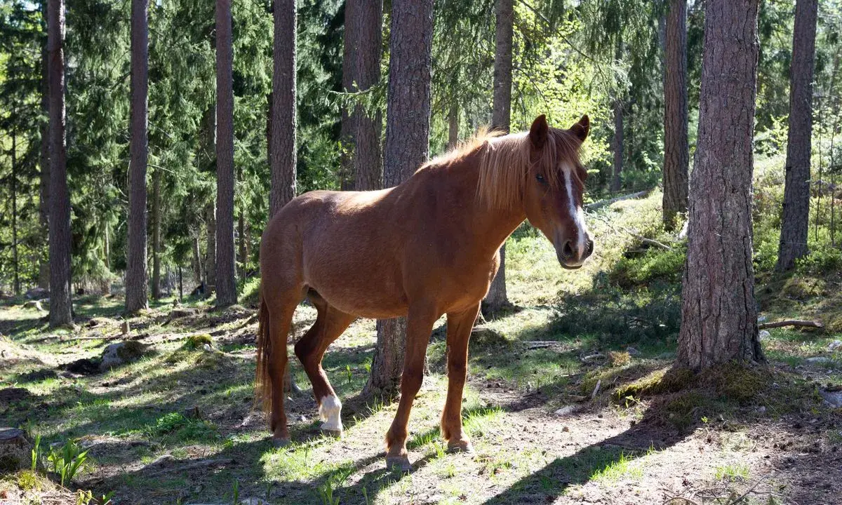 Brun häst i en svensk skog, en symbol för djurskyddet Sverige.