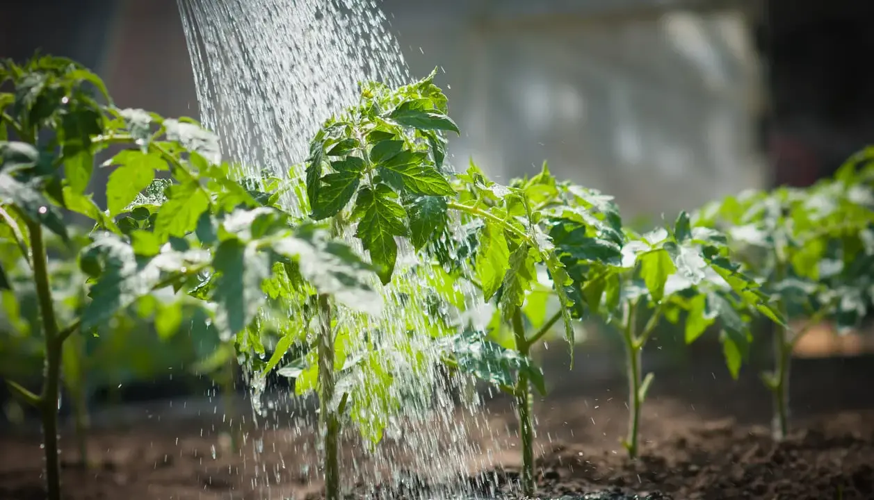 Arrosage tomates dans le potager. Les jeunes plants de tomates reçoivent de l'eau pour une croissance saine.