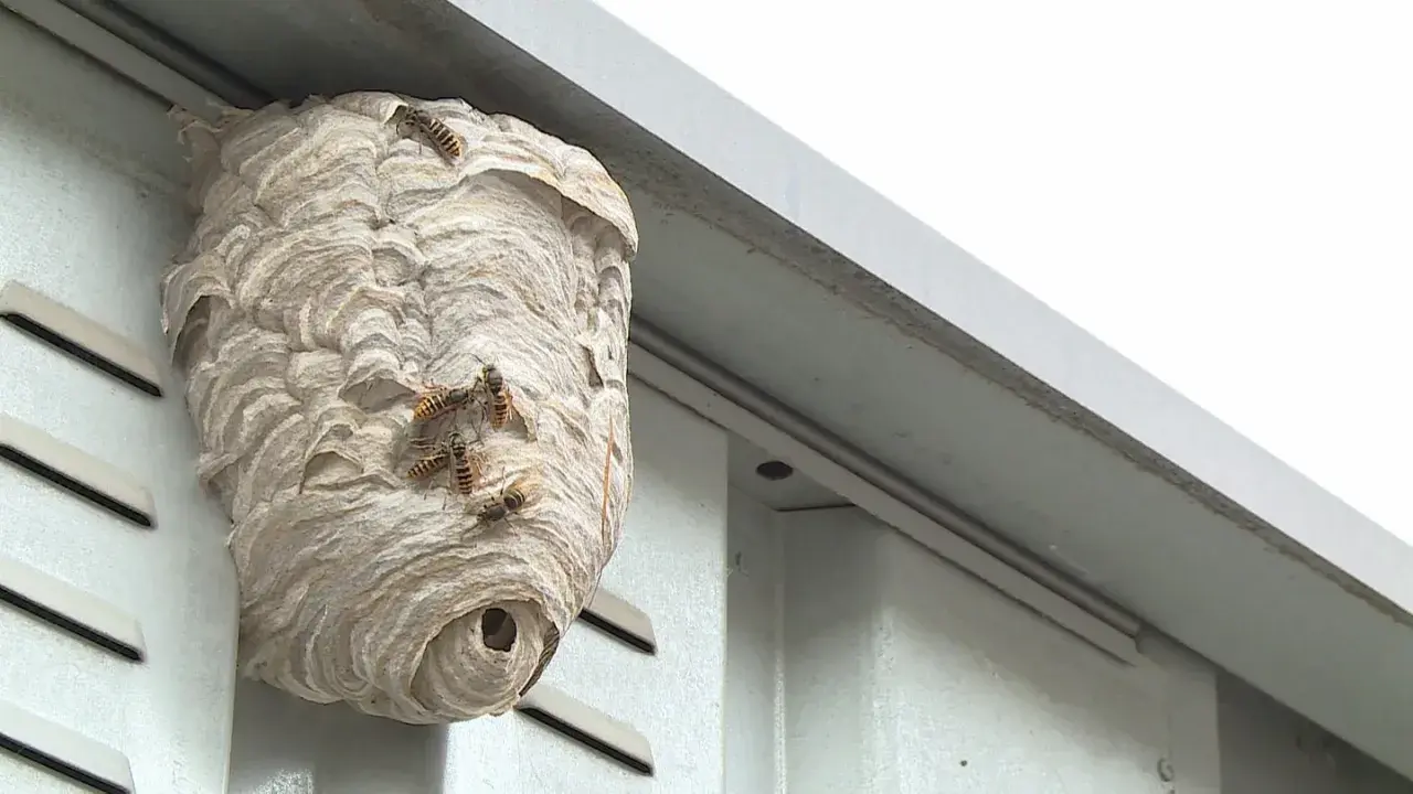 Ein Wespennest am Haus, Wespen vertreiben Nestbau ist hier ein Thema.