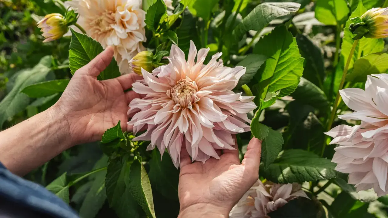 Händer som varsamt smeker en stor, ljusrosa dahliaplanta. Blomman är i full blom med många kronblad.