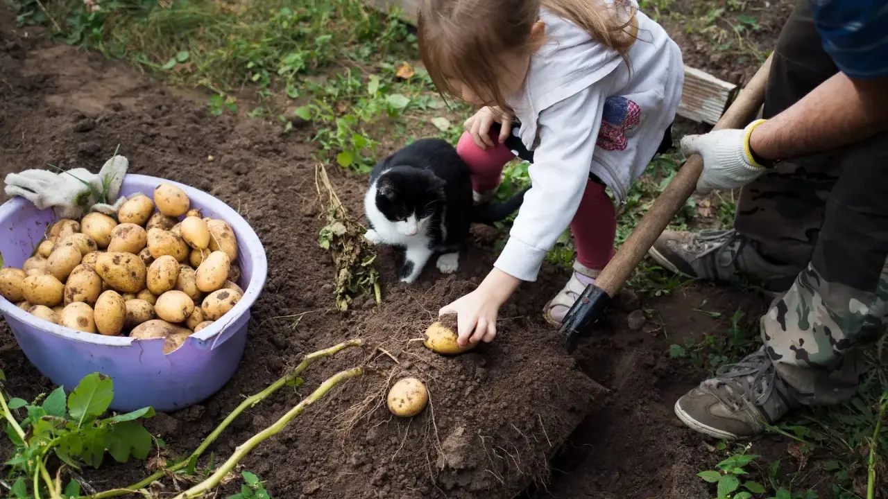 Une petite fille et un chat observent un homme qui plante des pommes de terre. Le moment idéal pour planter les pommes de terre est arrivé.