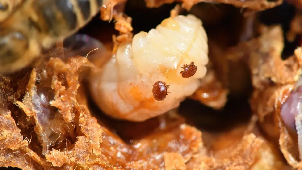 Varroa mites infest a bee larva. Seeing this infestation is a stark reminder of when is it too late to treat for varroa mites.