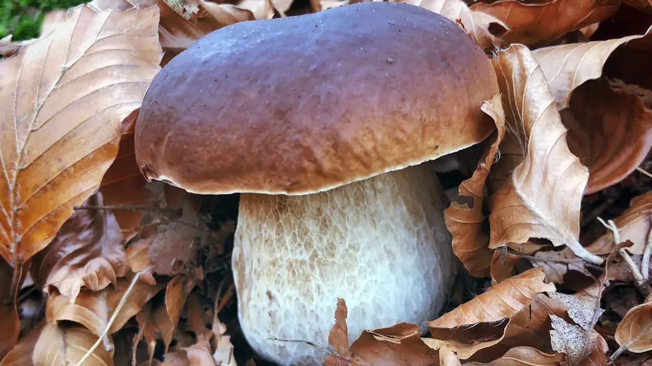 Un magnifique cèpe de Bordeaux, avec son chapeau brun et son pied blanc texturé, émerge d'un lit de feuilles mortes d'automne.