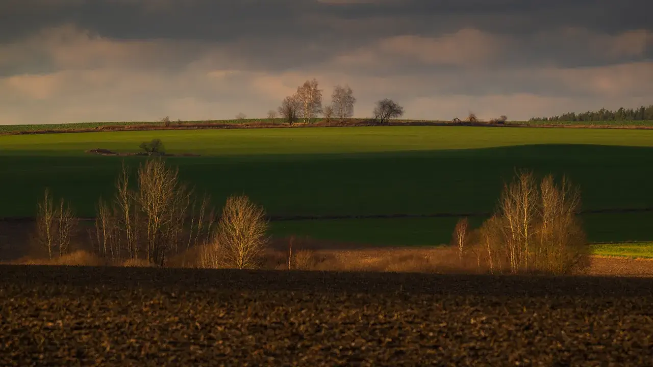 Zachód słońca nad polami, tworzący malownicze plany fotograficzne. Drzewa na tle zielonych pól i ciemnego nieba.