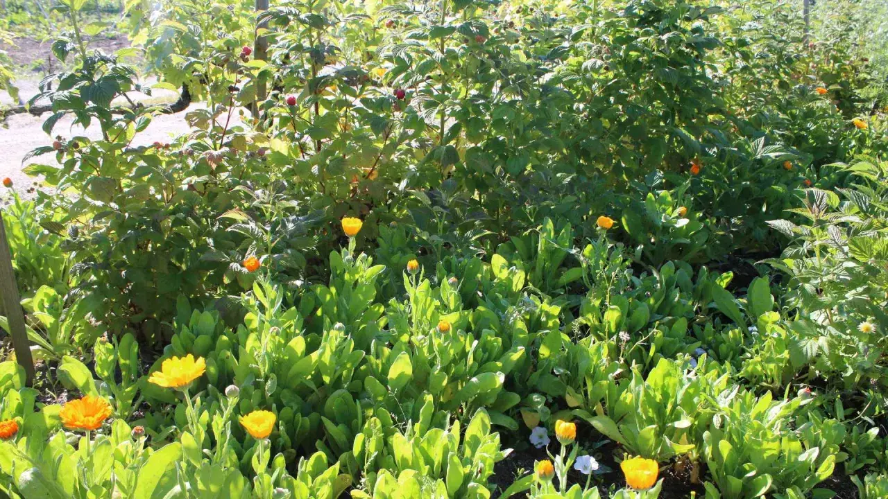 Des fleurs de souci et des framboises poussent ensemble. Idéal pour savoir que planter au pied des groseilliers pour un jardin comestible et fleuri.