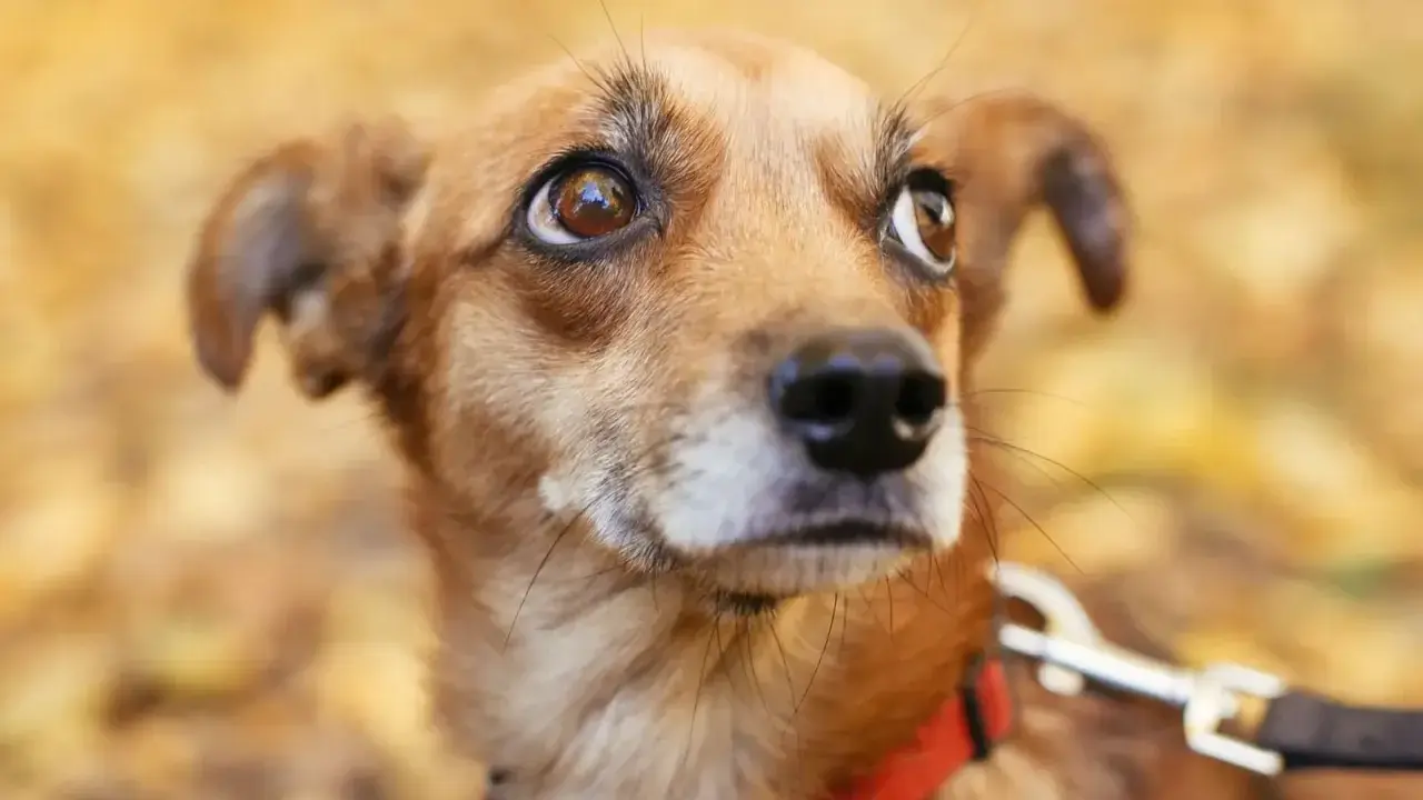 Un petit chien brun, au regard inquiet, porte un collier rouge. Il semble appréhender la rencontre avec d'autres chiens.