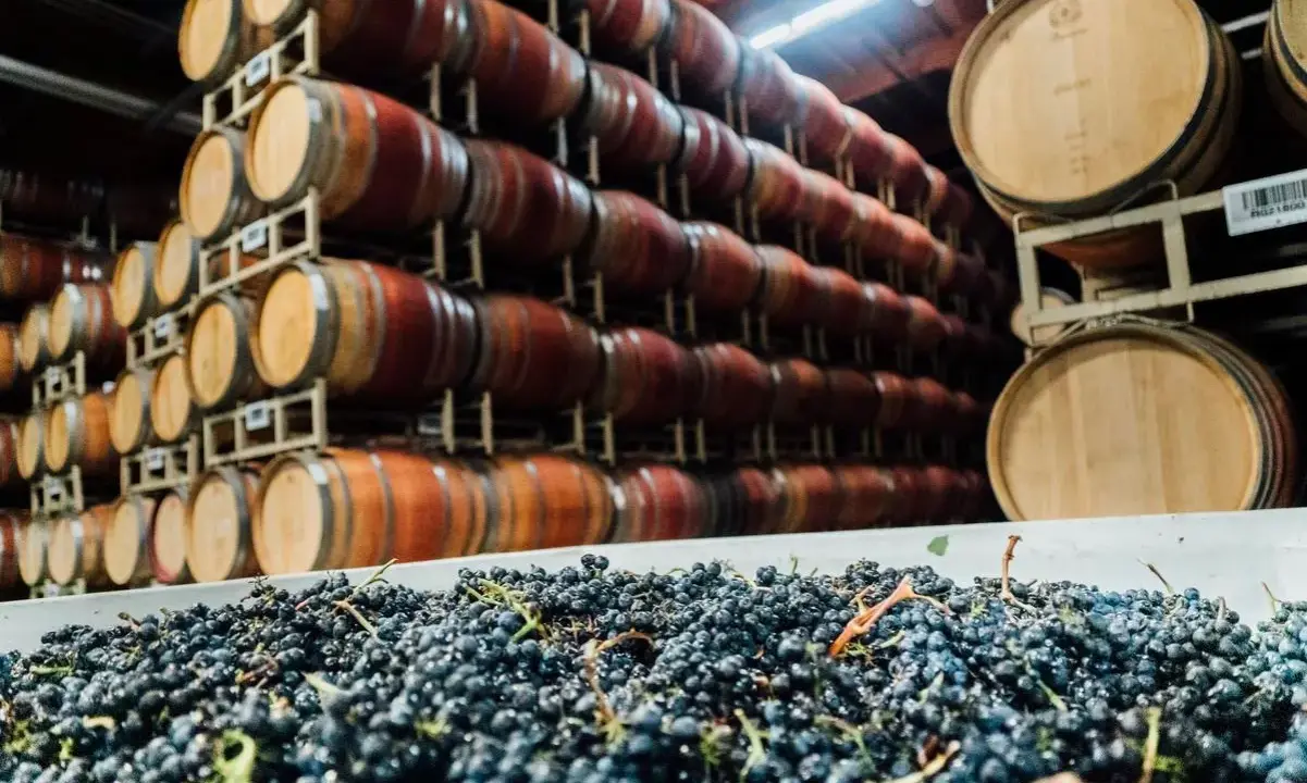 Winne beczki i świeże winogrona. Czy to początek produkcji sherry?