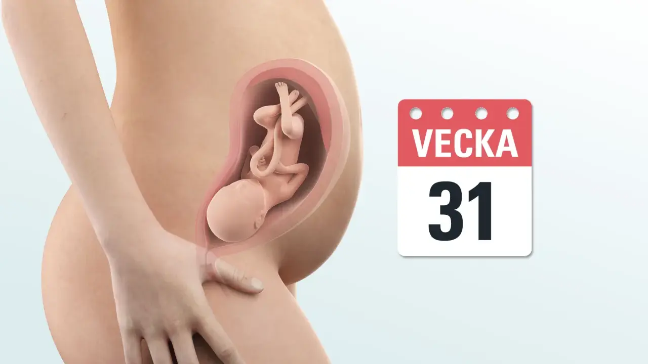 Gravid vecka 31. En illustration visar en gravid mage med ett foster inuti. Bredvid syns en kalender som visar "Vecka 31".