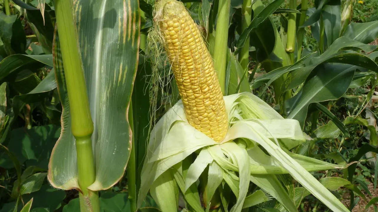 A ripe ear of sweet corn, ready for harvest. Learn how to plant sweet corn in a small garden for fresh, homegrown flavor.