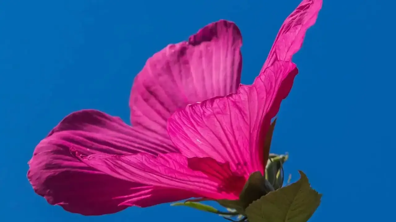 Piękny, różowy hibiskus na tle błękitnego nieba. Zastanawiasz się, co posadzić obok hibiskusa?