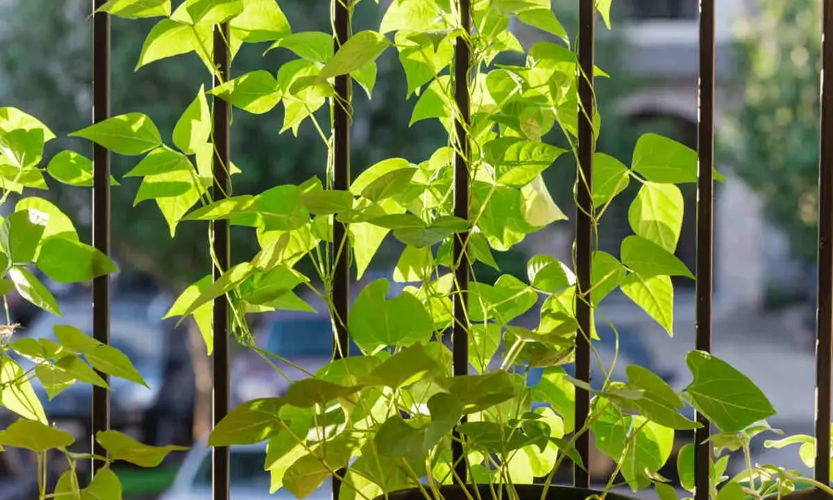 Des **haricots nains** grimpent sur des barreaux verticaux, leurs feuilles vertes lumineuses baignées de soleil.