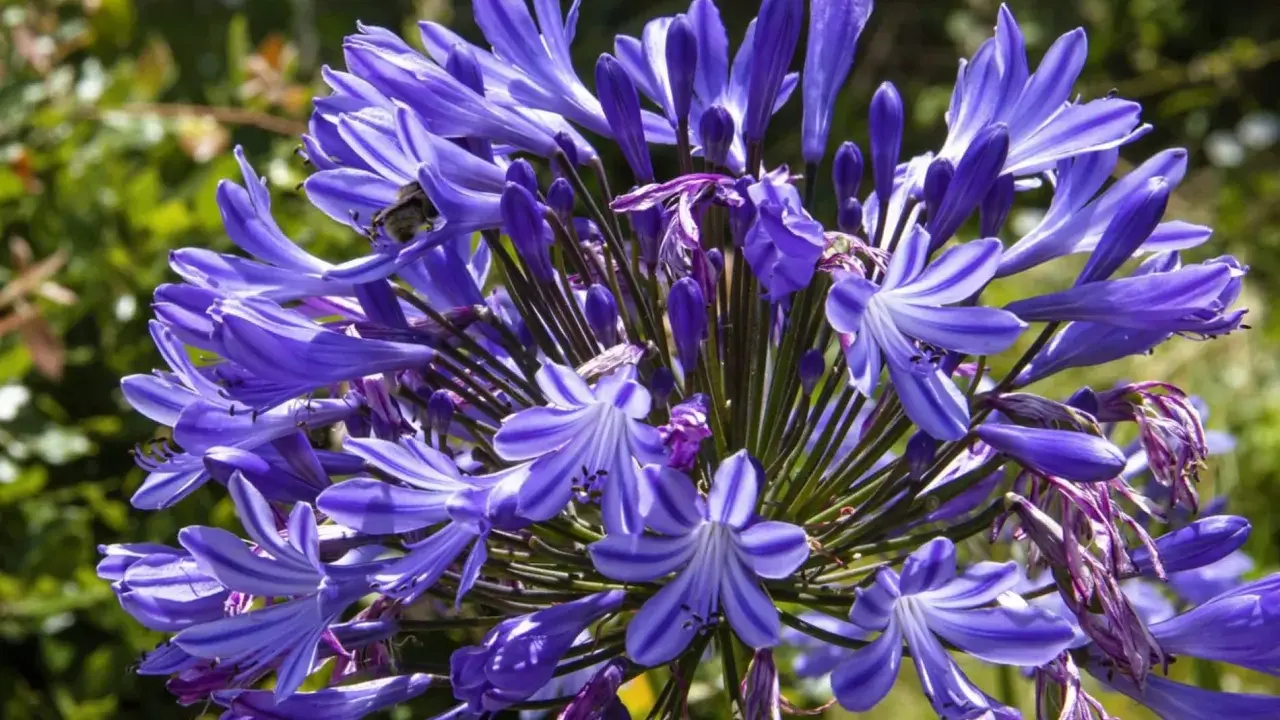 Gros plan sur une agapanthe en pot, ses fleurs bleues éclatantes attirant un bourdon.