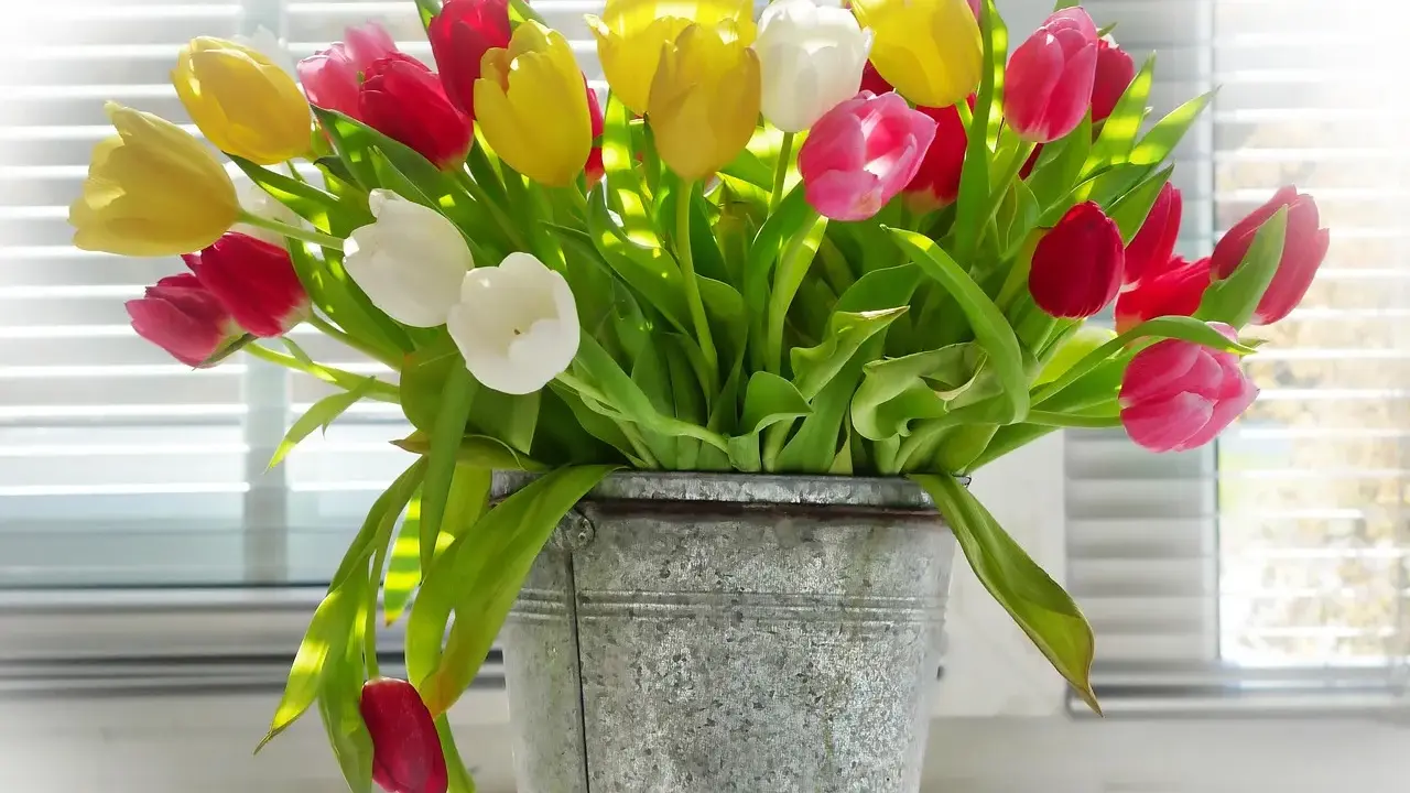W wazonie z blachy stoi bukiet tulipanów w kolorach: żółtym, czerwonym, różowym i białym. To parzysta liczba kwiatów, które pięknie prezentują się w świetle.