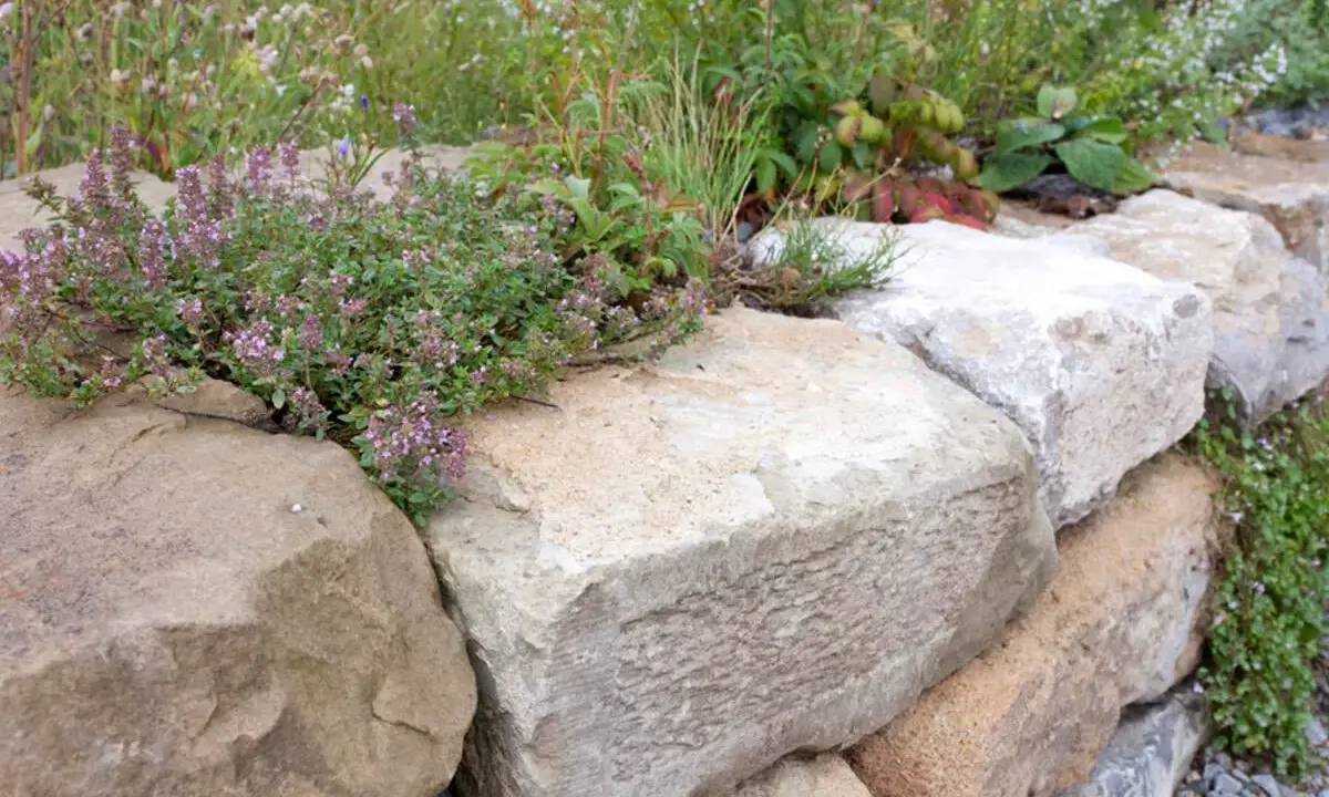 Eine rustikale natursteinmauer garten mit blühendem Thymian und verschiedenen Gräsern.