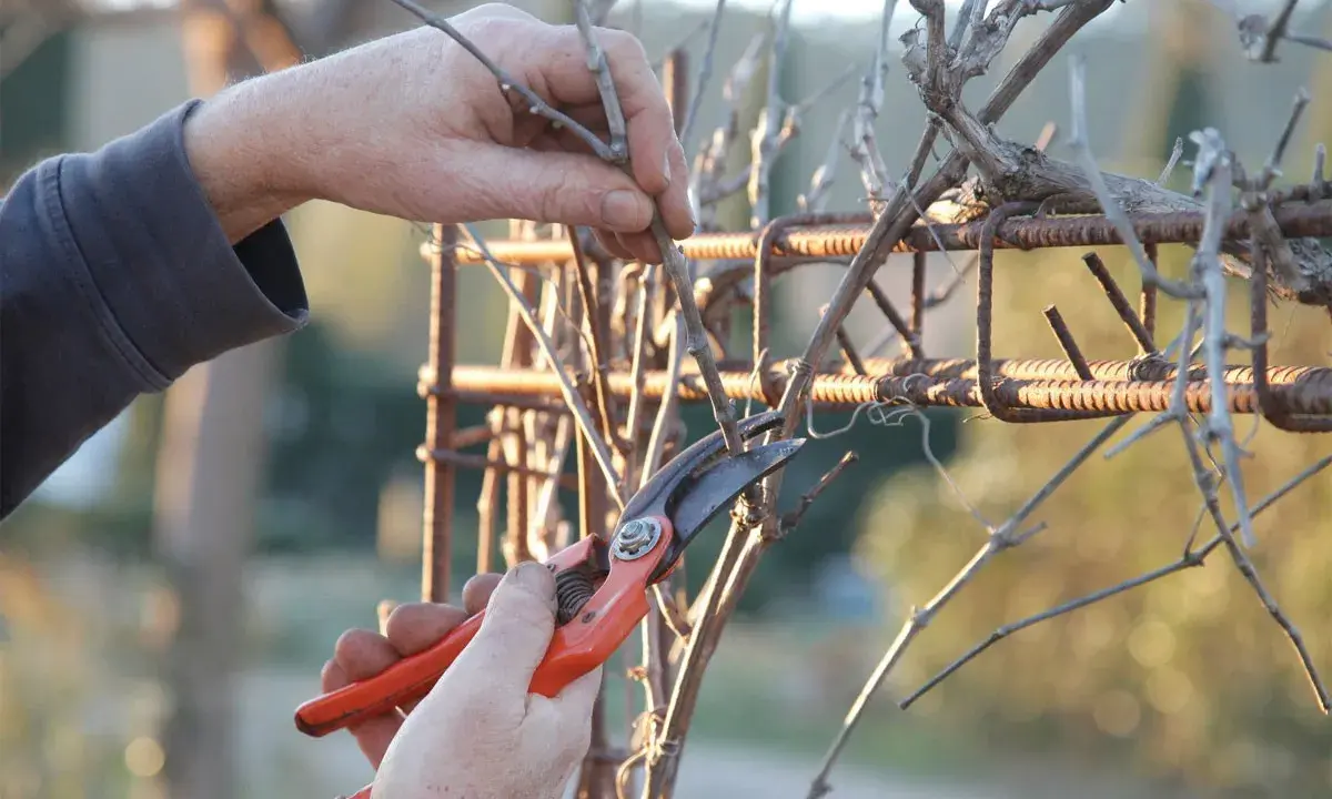 Main d'un jardinier taillant une vigne grimpante avec un sécateur orange, sur un support rouillé.
