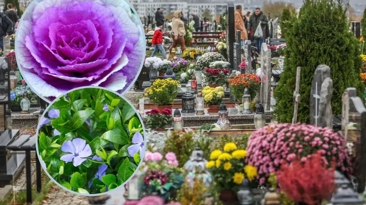 Kolorowe żywe kwiaty na cmentarz, ozdabiające groby. W zbliżeniu fioletowa kapusta ozdobna i niebieskie barwinki.