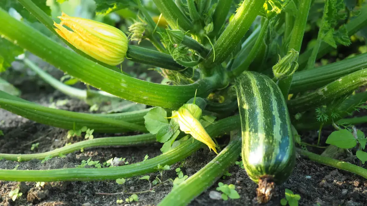 Zucchini pflanzen im Garten: Eine junge Zucchini wächst neben gelben Blüten und grünen Blättern.