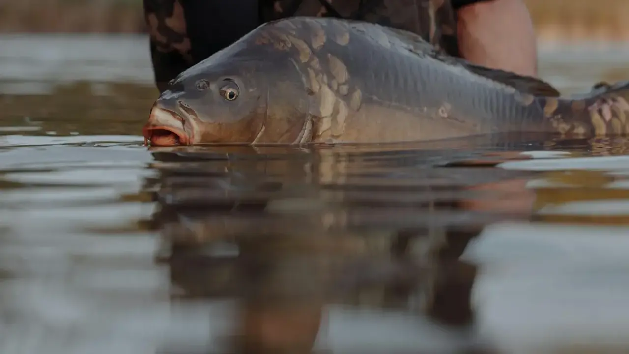 Karp wynurza się z wody, przygotowując się do tarła karasia w stawie.