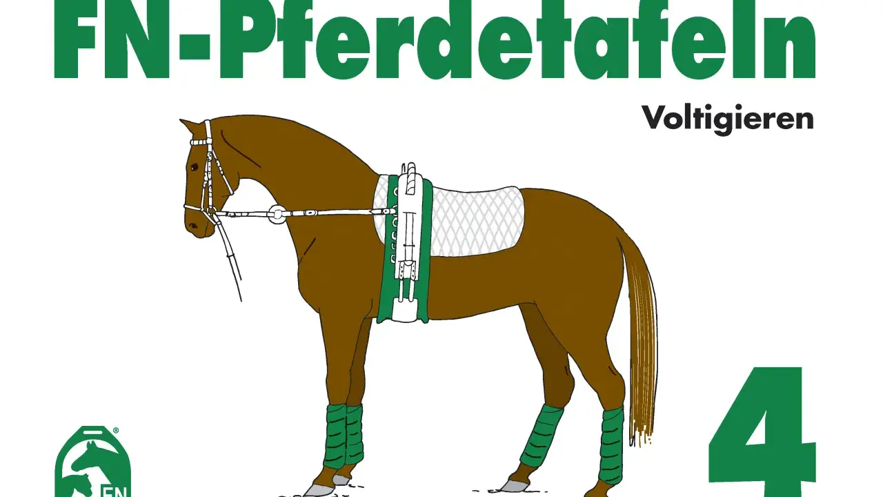 Braunes Pferd mit Voltigiergurt und Bandagen, bereit für Voltigieren Figuren. FN-Pferdetafeln 4.