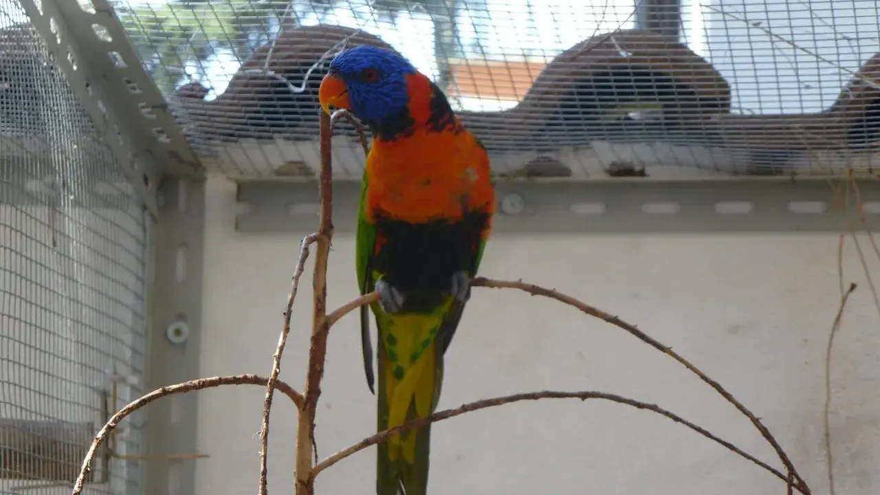 Un pappagallo arcobaleno, con piume vivaci, si posa su un ramo. La sua testa blu e arancione spicca. Questi uccelli colorati sono un esempio di come la natura crei meraviglie, quasi fossero "estrusi" da un sogno.