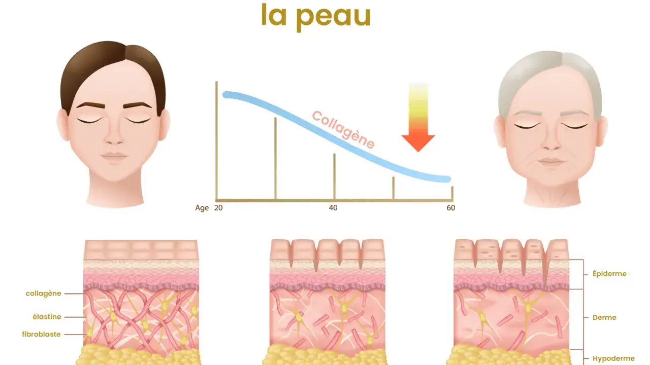 Le vieillissement cutané montre une baisse du collagène, entraînant rides et perte d'élasticité. Quels sont les effets indésirables du collagène ? L'image illustre la dégradation.