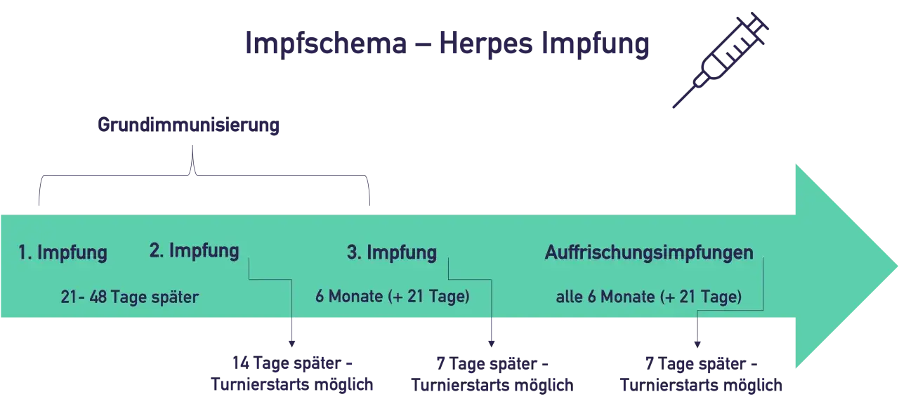 Schema für die Herpes Impfung bei Pferden: Grundimmunisierung mit 3 Impfungen, danach Auffrischungsimpfungen alle 6 Monate.